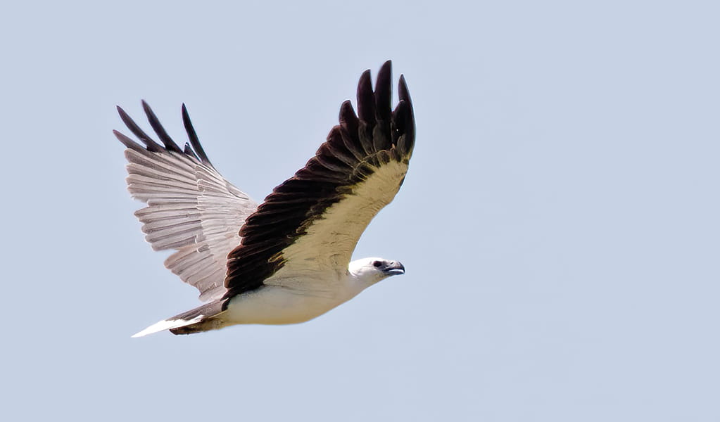 Sea eagle in flight with the distinctive white underbelly and dark grey wings. Credit: Rob Palazzi &copy; Rob Palazzi 