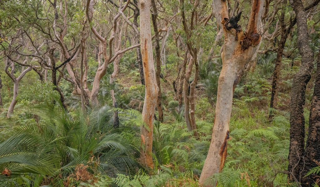 Sydney red gums and the ferny forest floor in Tomaree National Park. Photo: John Spencer &copy; DPE