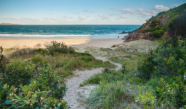 Wreck Beach walk, Tomaree National Park. Photo: John Spencer Copyright:NSW Government