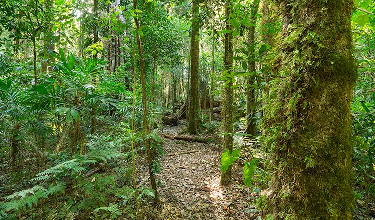 Tooloom walking track, Tooloom Nature reserve. Photo: John Spencer &copy; DPIE