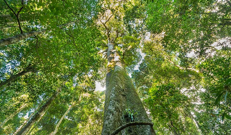 Tooloom walking track, Tooloom Nature reserve. Photo: John Spencer &copy; DPIE