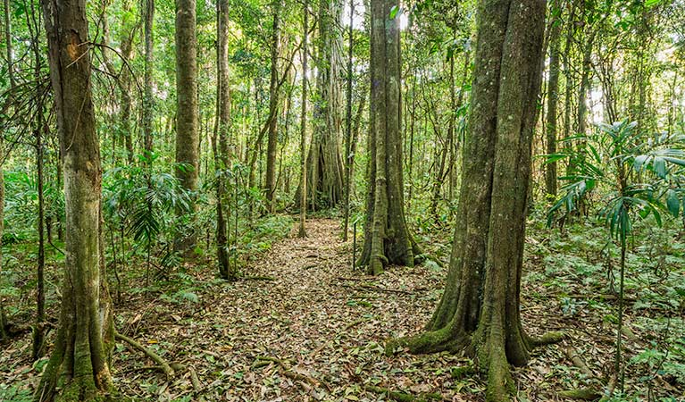 Tooloom walking track, Tooloom Nature reserve. Photo: John Spencer &copy; OEH