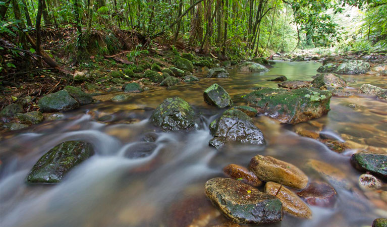 Ironpot Creek, Toonumbar National Park. Photo: Robert Ashdown