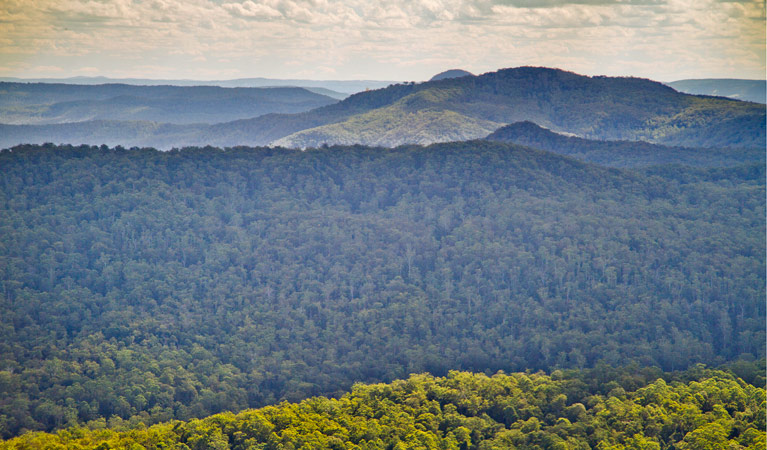 Murray Scrub lookout, Toonumbar National Park. Photo: R Ashdown/NSW Government