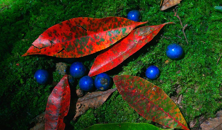 Leaves and berries along Scrub walking track, Toonumbar National Park. Photo &copy; J Atkins