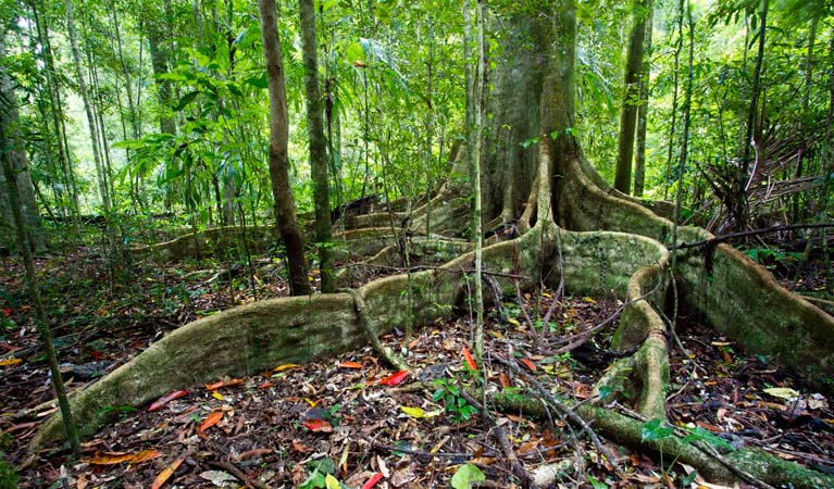 Scrub Walking Track, Toonumbar National Park. Photo: Robert Ashdown