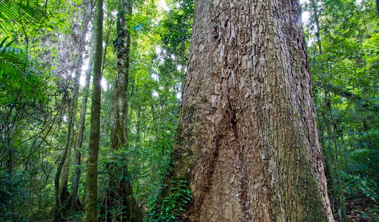 Scrub Walking Track, Toonumbar National Park. Photo: Robert Ashdown