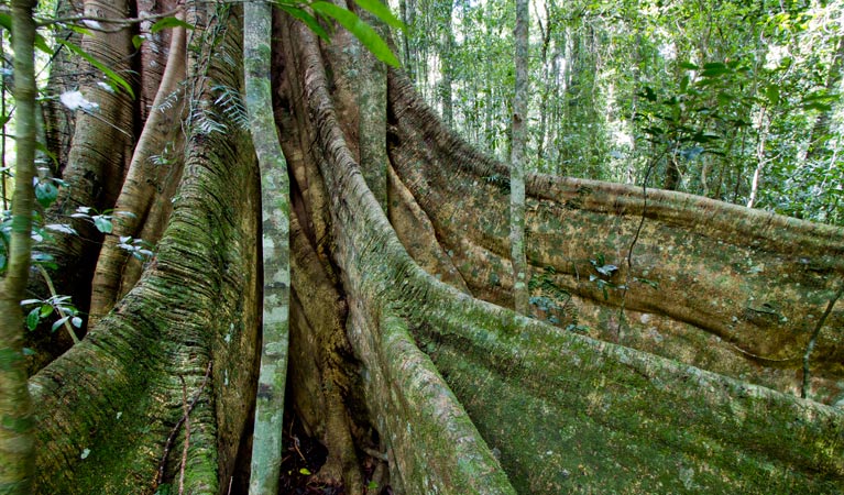 Scrub Walking Track, Toonumber National Park. Photo: Robert Ashdown