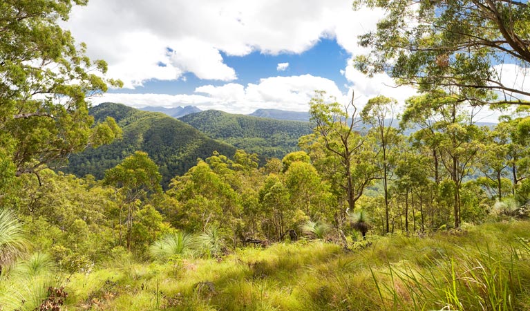 Sherwood Lookout, Toonumbar National Park. Photo: Hamilton Lund/Destination NSW