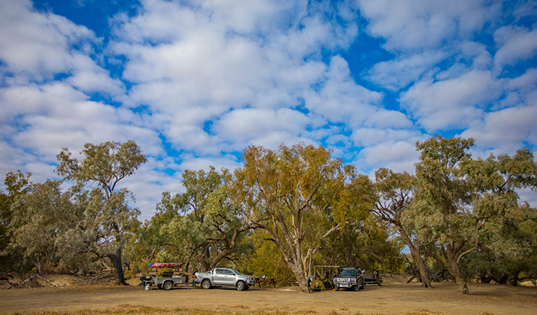 Cars parked under trees at Darling River campground, Toorale National Park. Photo: Joshua Smith/OEH.