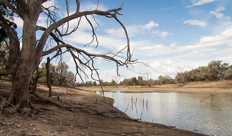 Darling River drive, Toorale National Park and State Conservation Area. Photo: Gregory Anderson