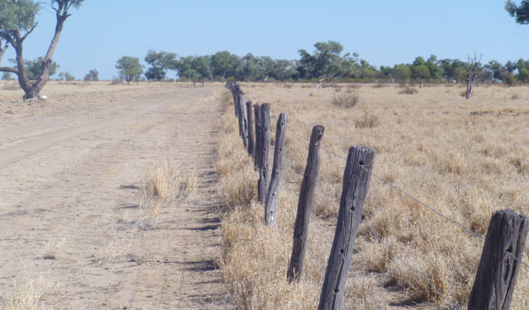 Gidgee fence posts on Darling River Drive, in Toorale National Park. Photo: Chris Ghirardillo