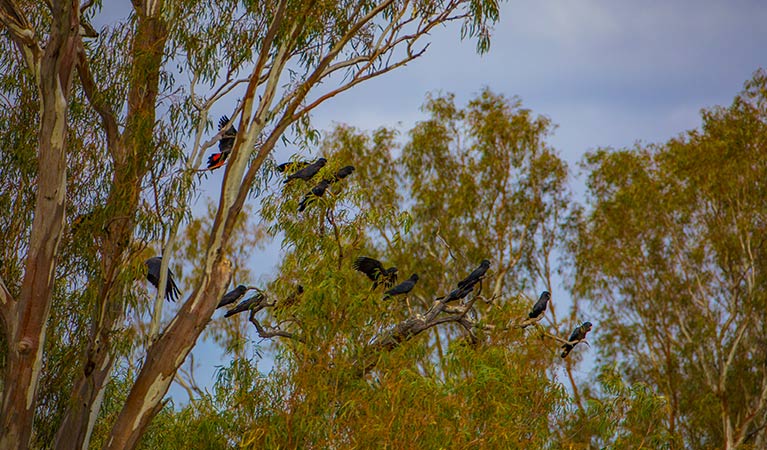 Red-tailed black cockatoos perch in a tree at Many Big Rocks picnic area, Toorale National Park. Photo: Joshua Smith/OEH.