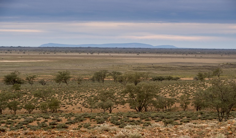 Mount Gunderbooka from Mount Talowla lookout, Toorale National Park. Photo: Leah Pippos/DPIE