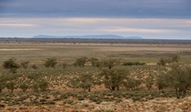 Mount Gunderbooka from Mount Talowla lookout, Toorale National Park. Photo: Leah Pippos/DPIE