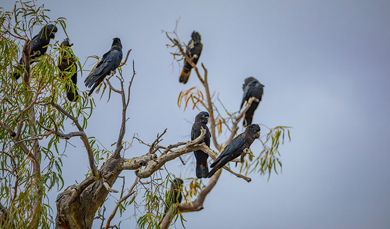 Red-tailed black cockatoos perch in a tree in Toorale National Park. Photo: Joshua Smith/OEH.