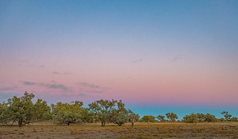 Toorale National Park. Photo: Joshua Smith/OEH