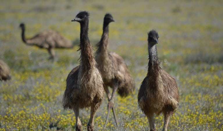 Emus in Toorale National Park. Photo: Dinitee Haskard