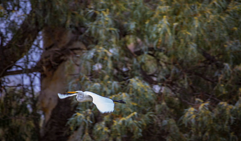 Waterbird in-flight in Toorale National Park. Photo: Joshua Smith/OEH