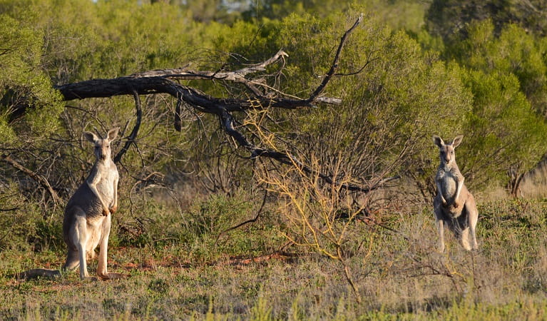 Kangaroos in Toorale National Park. Photo: Dinitee Haskard
