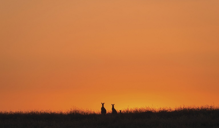 Photo of kangaroo family at sunset, Toorale National Park. Photo: Terry Cooke/OEH 