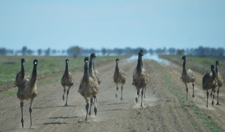 Photo of emus running in a heat haze, Toorale National Park. Photo: D Haskard/OEH
