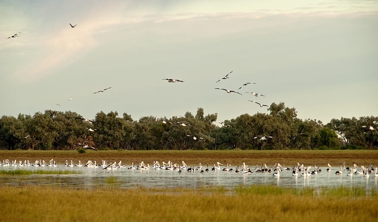 Photo of a flock of wetland birds over a waterhole, Toorale National Park. Photo: M Van Ewijk/OEH 