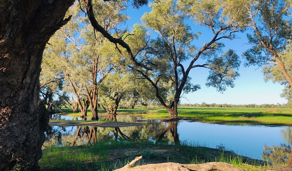 View of floodplains with bright green vegetation and scattered trees in Toorale National Park. Photo credit: Melissa Hams  &copy; DPIE