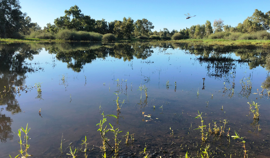 Large pool surrounded by lush vegetation at Warrego Floodplain. Photo credit: Melissa Hams &copy; DPIE