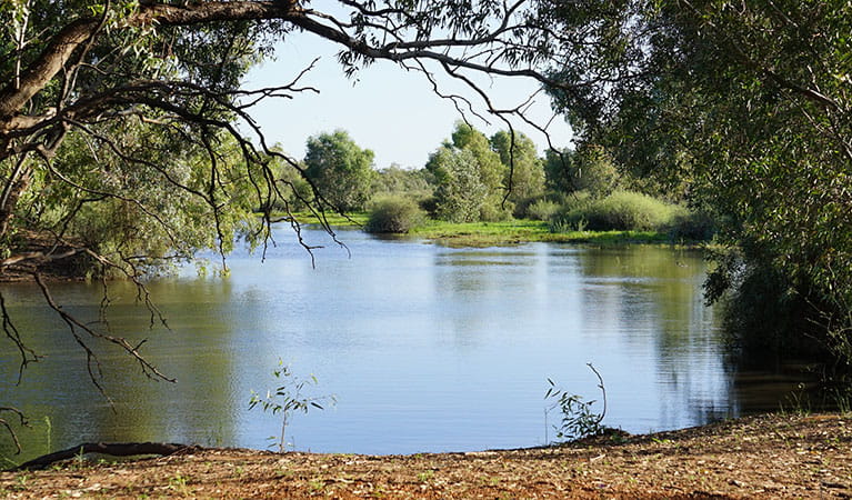 The view of Warrego Floodplain from Warrego Floodplain picnic area in Toorale National Park. Photo: Chris Ghirardello &copy; DPIE