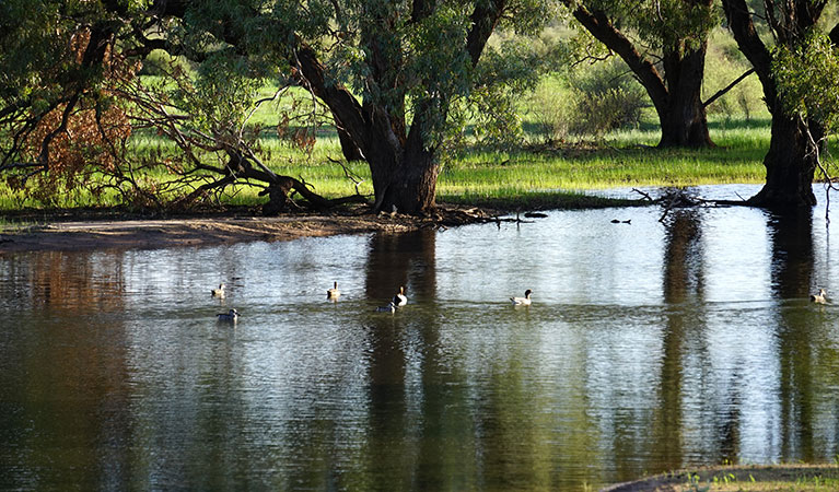 Waterbirds on Warrego Floodplain in Toorale National Park. Photo: Chris Ghirardello &copy; DPIE