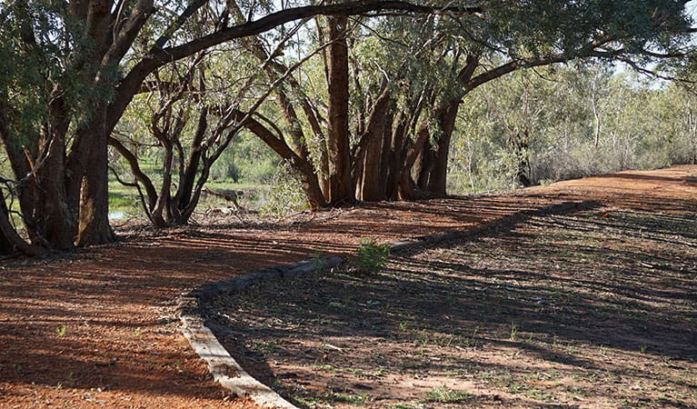 Short, accessible Warrego Floodplain walking track that winds under shady coolabah trees in Toorale National Park. Photo: Chris Ghirardello &copy; DPIE