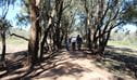 A group of people walk along a wide dirt walking track shaded by tall coolabah trees. Photo: Jessica Stokes &copy; OEH
