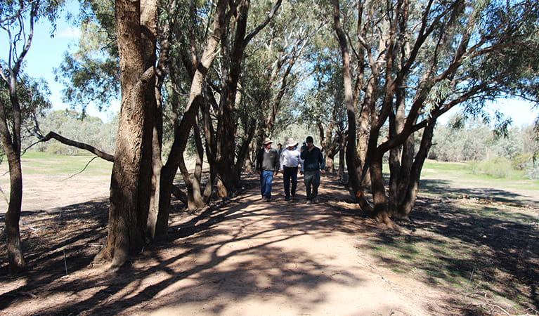 A group of people walk along a wide dirt walking track shaded by tall coolabah trees. Photo: Jessica Stokes &copy; OEH