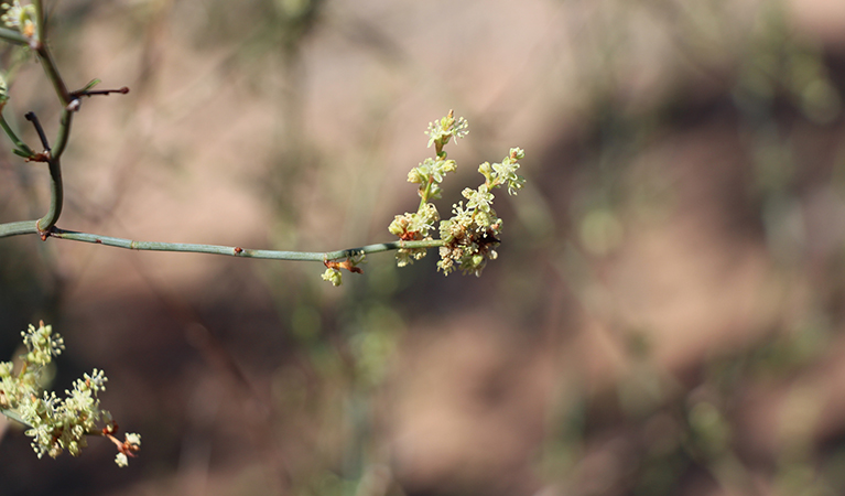 Close up of wildflower in bloom. Photo: Jessica Stokes &copy; OEH