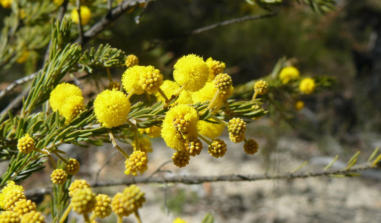 wildflowers, Torrington State Conservation Area. Photo: NSW Government