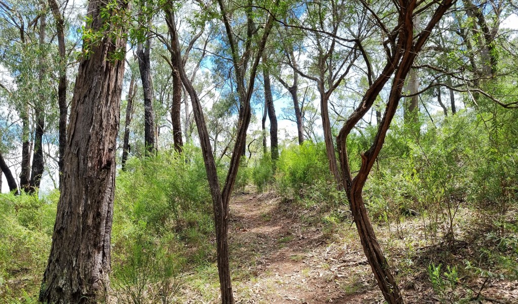 Shrubby open woodland at the start of Range View track in Towarri National Park. Photo: Scott Munro &copy; DCCEEW