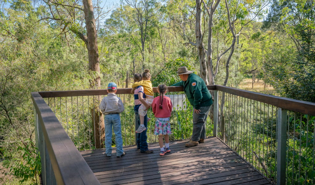 Viewing platform set within river oak forest, Towarri National Park. Credit: John Spencer &copy; DPE