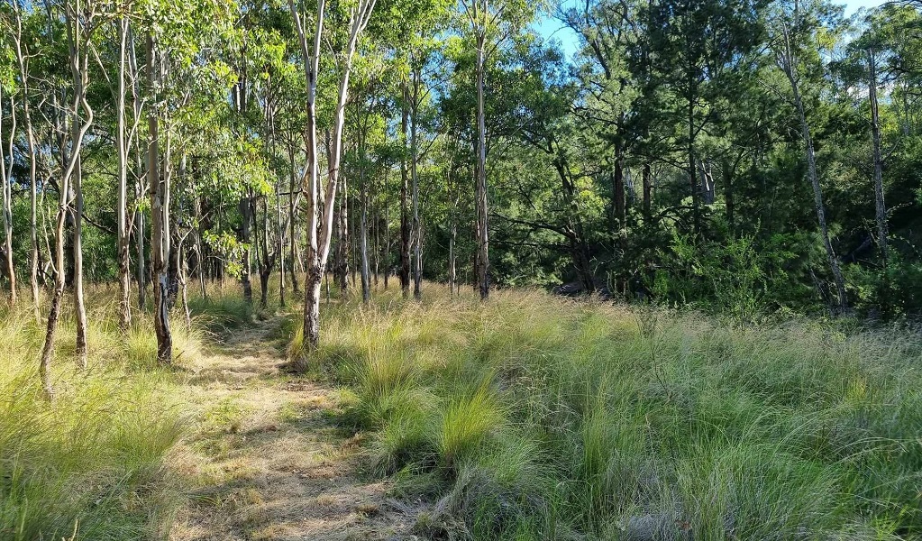 Middlebrook walking track, leading through regenerating eucalypt forest along the upper bank of Middle Brook creek, Towarri National Park. Credit: Scott Monro/DCCEEW &copy;DCCEEW