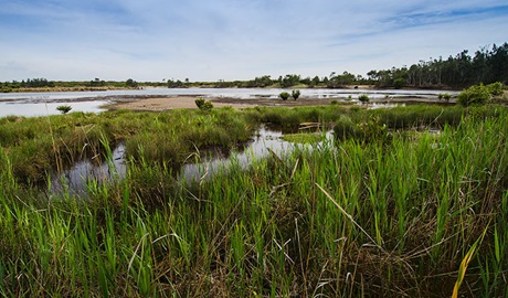 Wetlands, Towra Point Nature Reserve. Photo: John Spencer/NSW Government