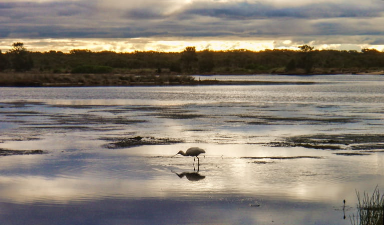 Wooloware Wader Lagoon, Towra Point Nature Reserve. Photo: Andres Bianchi