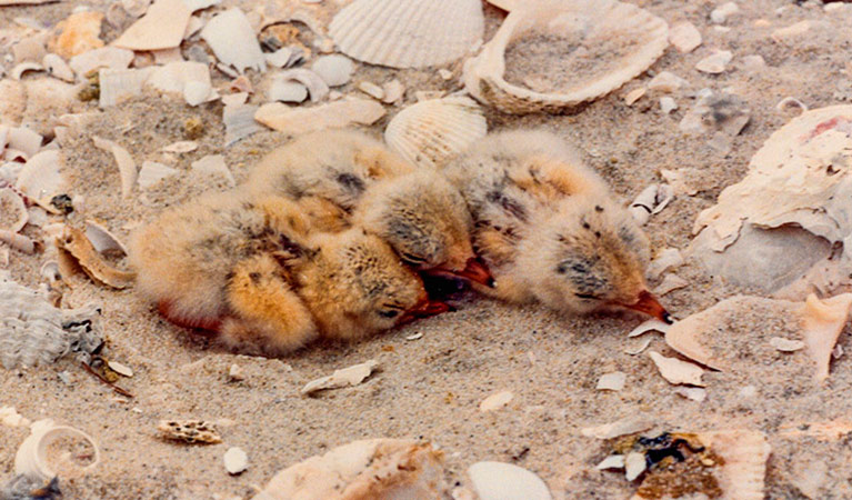 Little tern chicks are vunerable to attack by dogs, foxes and other predators in their first weeks of life as the nests are on sand. Photo: Andres Bianchi/DCCEEW &copy; Andres Bianchi  