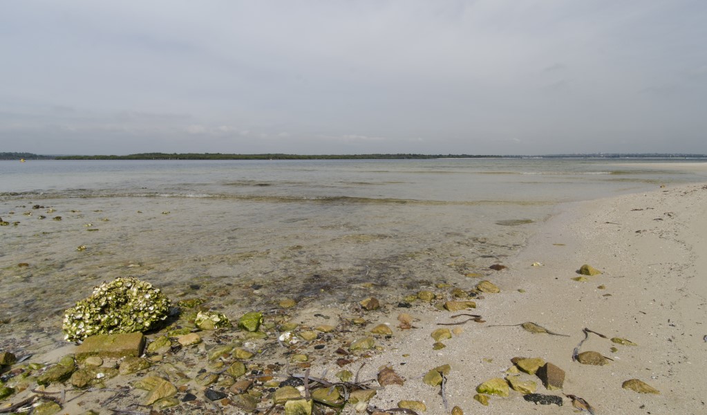 Oyster shells on Towra Beach in Towra Point Nature Reserve. Photo: John Spencer &copy; OEH