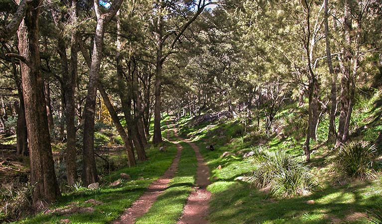 A track through the forest, Turon National Park. Photo:D.Noble