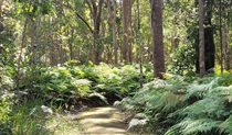 A path lined by ferns and trees, Walk on Water walking track, Tweed Heads Historic Site. Photo: Clare Manning &copy; DPE