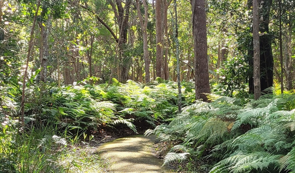 A path lined by ferns and trees, Walk on Water walking track, Tweed Heads Historic Site. Photo: Clare Manning &copy; DPE