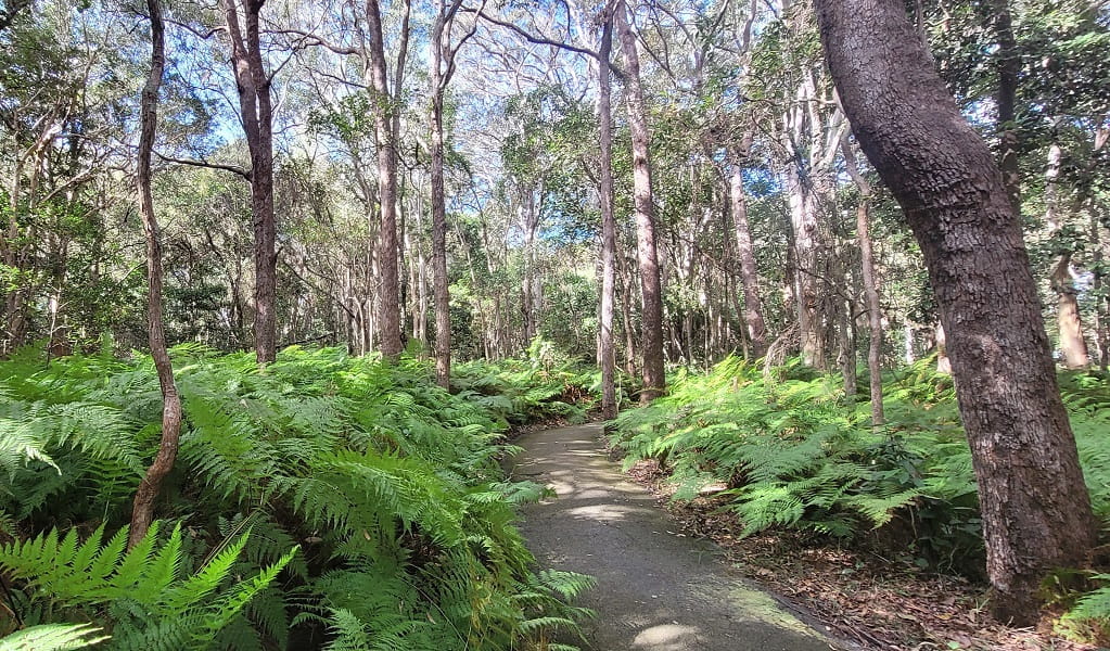 A sunny path lined by trees and ferns, Walk on Water walking track, Tweed Heads Historic Site. Photo: Clare Manning &copy; DPE