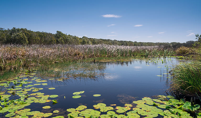 Tyagarah Nature Reserve. Photo &copy; David Young