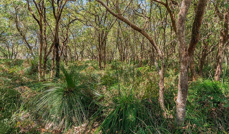 Tyagarah Nature Reserve. Photo &copy; David Young