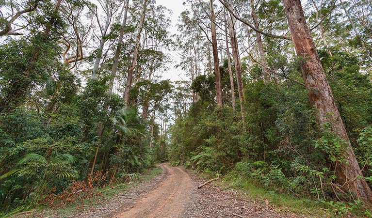 End Peak walking track, Ulidarra National Park. Photo: Rob Cleary &copy; OEH